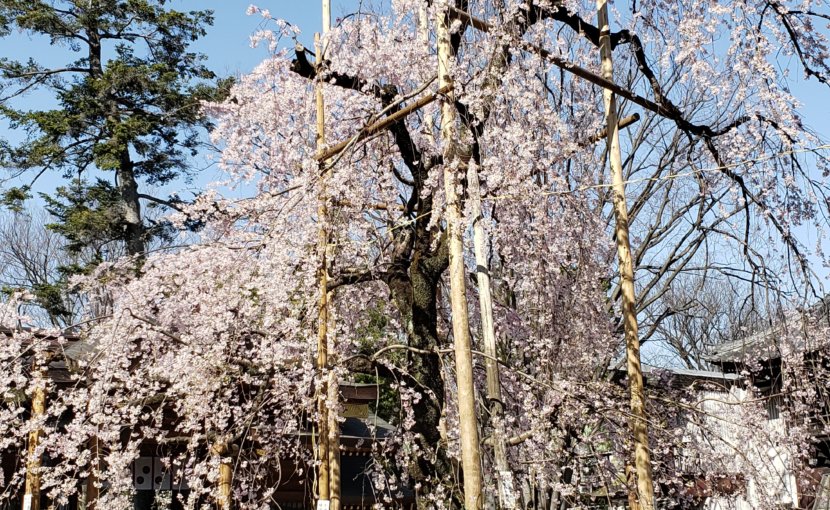 歯が身体の性能を変えてきた一つの症例の、一風景の紹介。